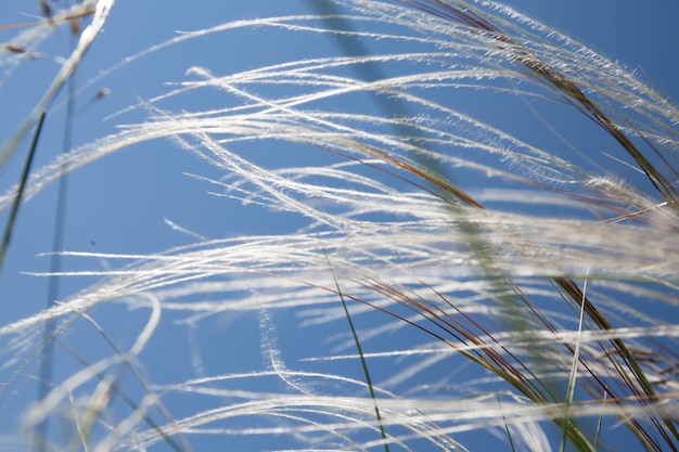 Steppe fluffy feather grass in sunlight against a blue sky