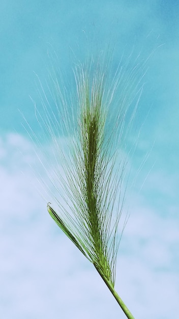 青い空と白い雲を背景に草原草草