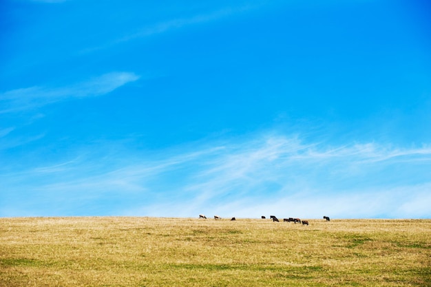 Steppe landscape