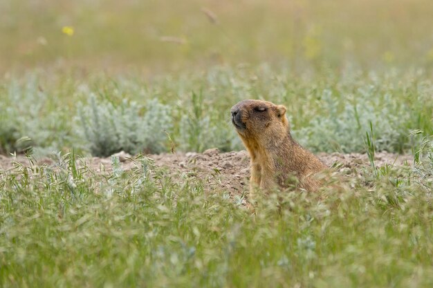 Steppe marmot baibak with closed eyes