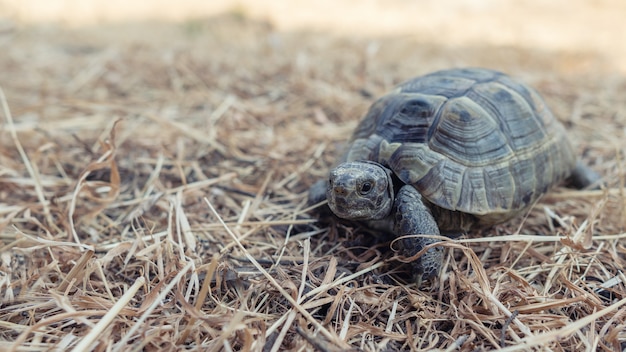 Steppe mediterrane schildpad op droog gras