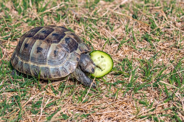 Steppe mediterranean turtle on grass