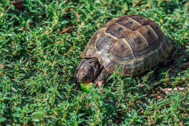 草の上の草原チチュウカイイガメ