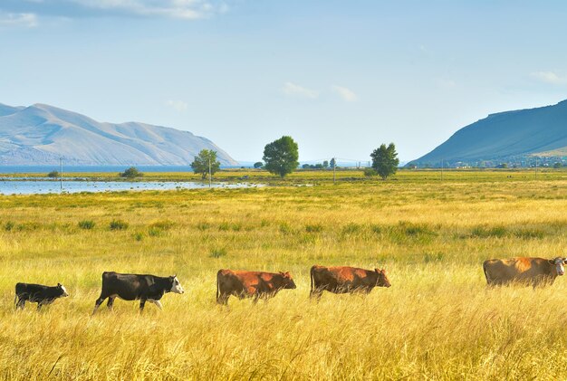 Steppe plain against the background of mountains under a blue cloudy sky. Siberia, Russia