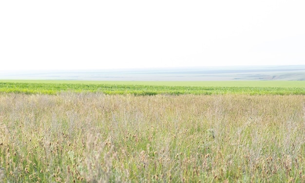 Steppe prairie veld veld Great Plains Kazakhstan草原は素晴らしいです乾燥した草原は農業や事業開発には適していないため、自然の景観の多くを保持しています