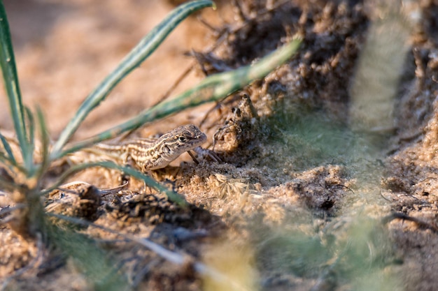 Steppe runner hagedis of eremias arguta op droge grond close