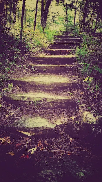 Steps amidst plants in park