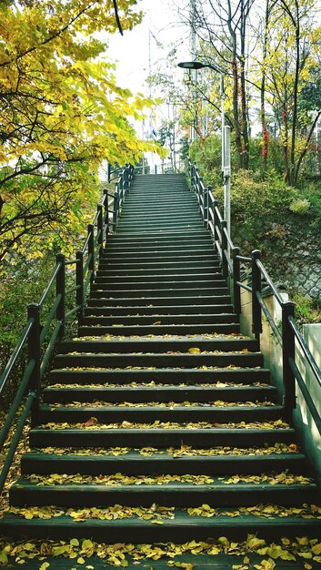 Steps amidst trees against sky