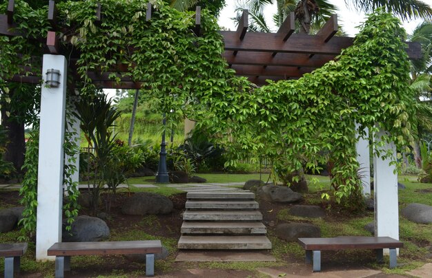 Steps by trees against plants