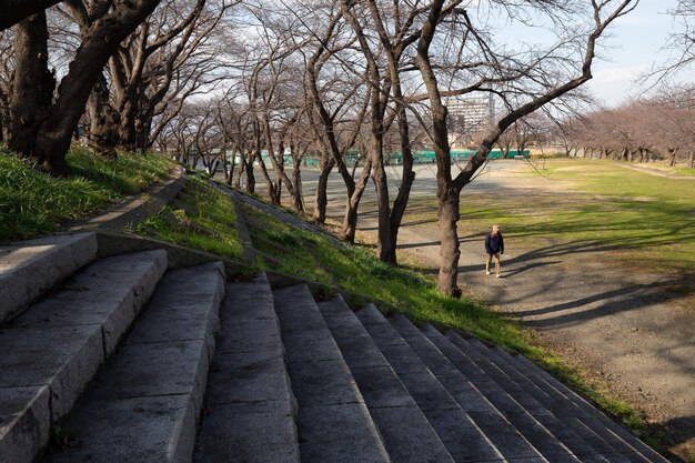 Steps leading up to the river and the trees are lined up.