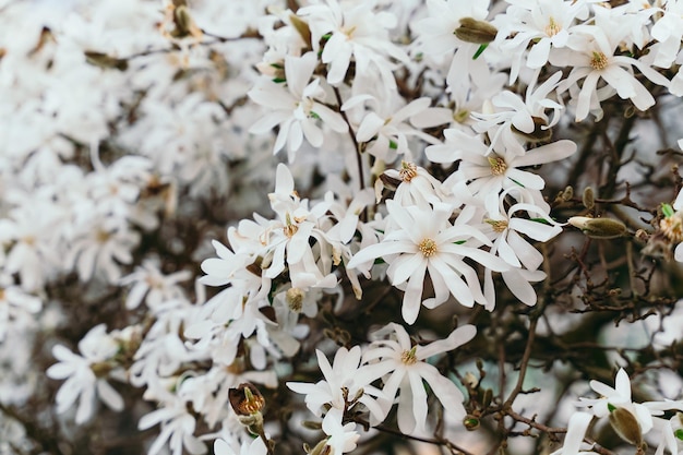 Ster Magnolia bloeiend in de lente Bloeiende magnolia stellata boom Stervorm witte bloemen van magnolia Lente seizoen zoete geur