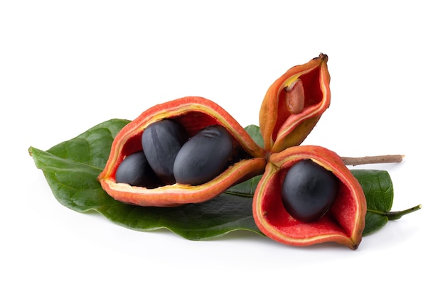 Sterculia monosperma,chestnuts isolate on white background