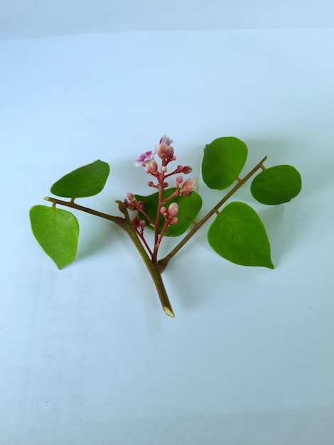 Sterfruitbloem in bloei, met groene bladeren