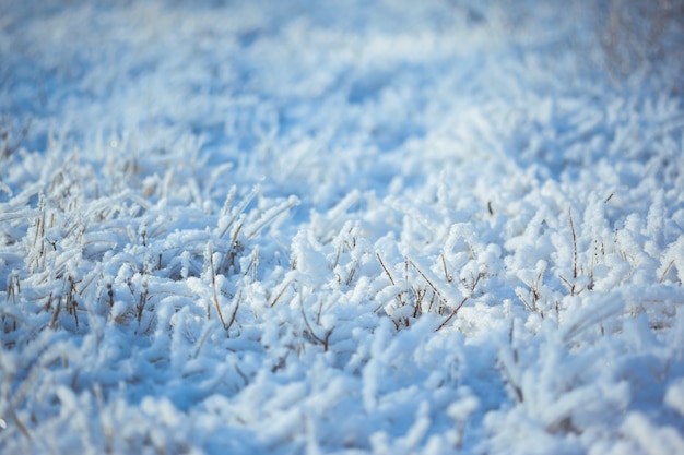 Sterk ijzig gras met ijskristallen