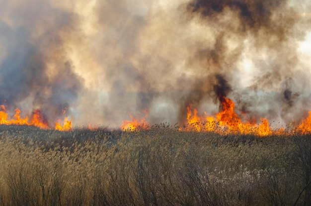 Sterk vuur en rook, gras en riet in vlammen. Zwarte rook.