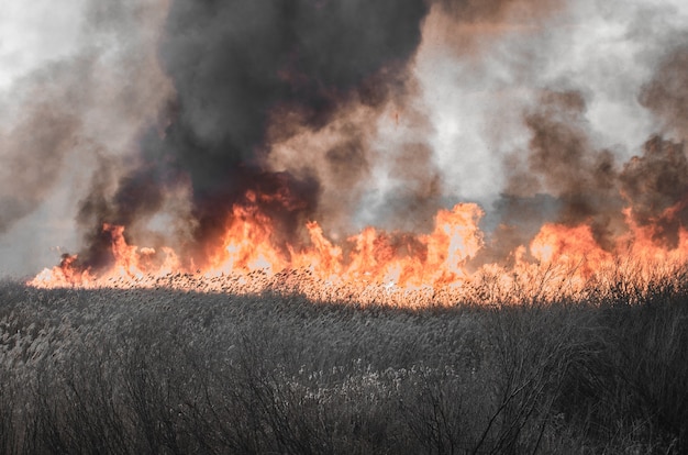 Sterk vuur en rook, gras en riet in vlammen. Zwarte rook.