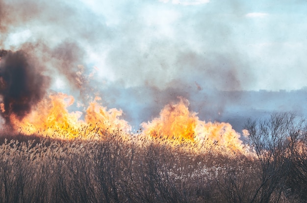 Sterk vuur en rook, gras en riet in vlammen. Zwarte rook.