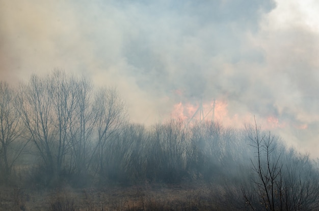 Sterk vuur en rook, gras en riet in vlammen. Zwarte rook.