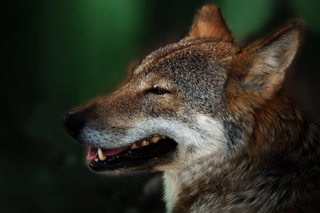 Sterke en snelle jager wolf is blij met de jacht