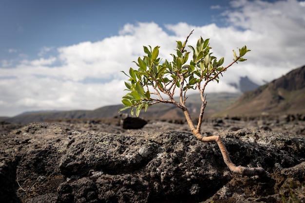 Sterke kleine boom op het vulkanische landschap