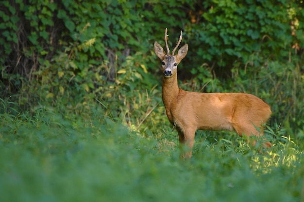 Foto sterke reebok die naar de camera kijkt. capreolus capreolus.