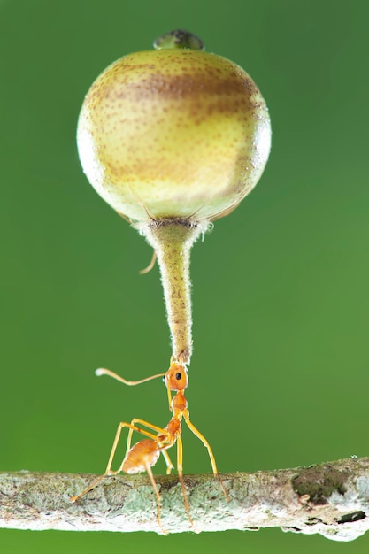 Foto sterke rode mier