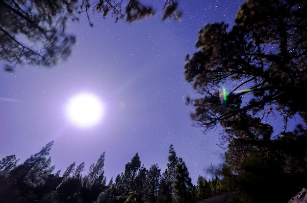 Sterren aan de hemel bij nacht boven de bomen van een dennenbos