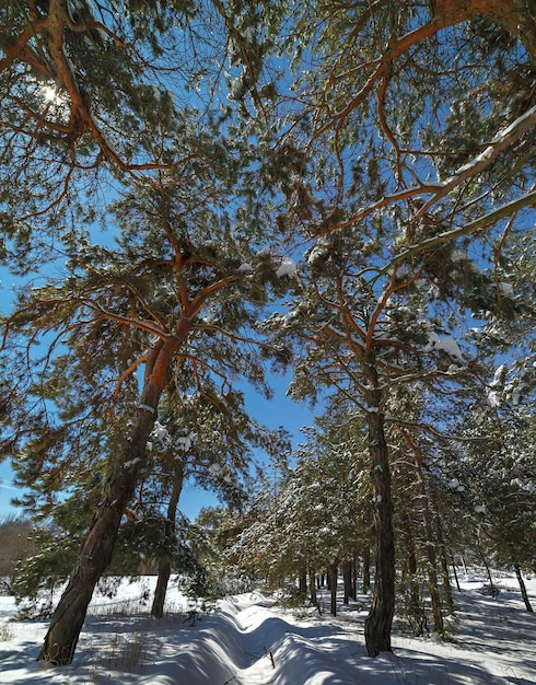 Sterrenhemel boven het dennenbos