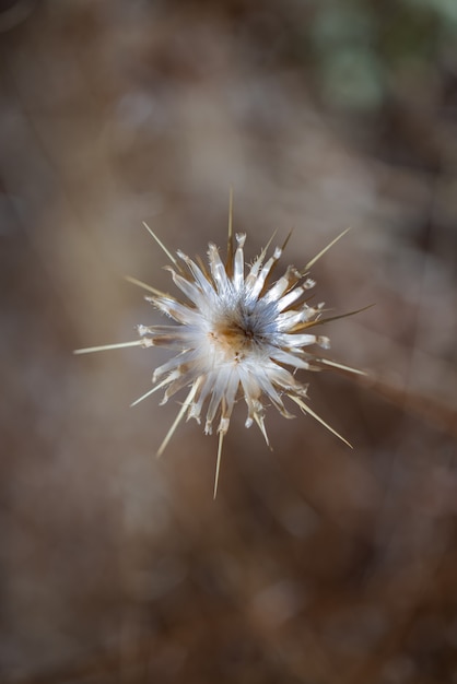 Stervormige gedroogde distelbloem.