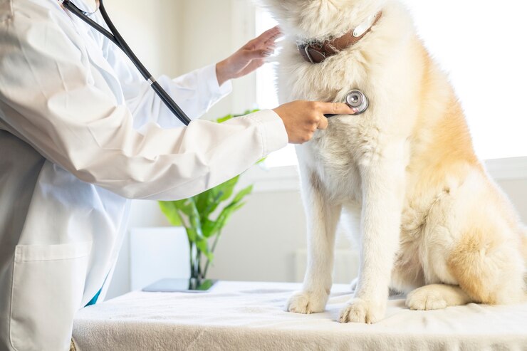 Stethoscoophanden begeleiden de borst van een hond bij een dierenarts