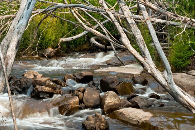 Photo stevenson falls in the yarra valley near melbourne