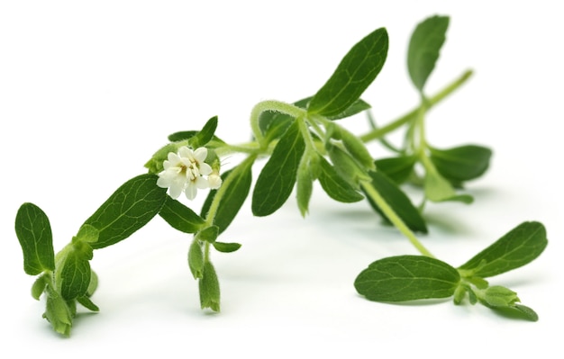 Stevia bladeren met bloem op witte achtergrond