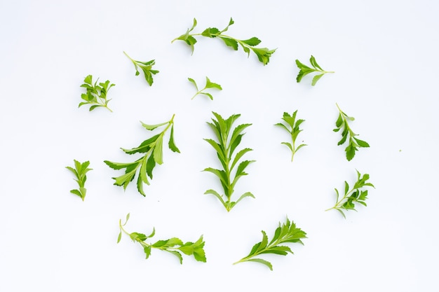 Stevia leaves on white surface