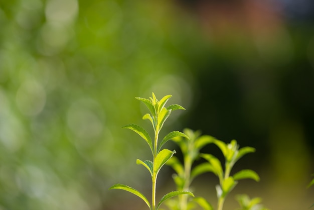 Stevia plant, gezonde zoetstof en natuurlijke vervanger van suiker. Selectieve focus op jonge, weelderige groene bladeren door biologische landbouw. Zeer ondiepe scherptediepte.