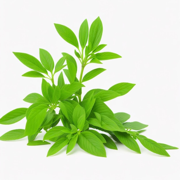 Stevia plant op witte achtergrond