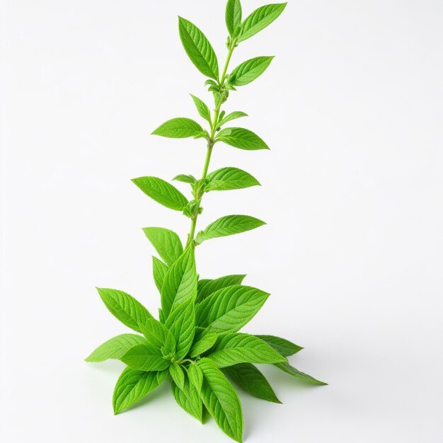 Stevia plant op witte achtergrond