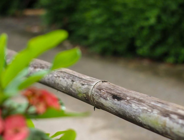 a stick of bamboo protects the flower plant