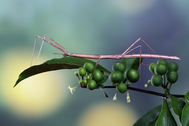 Stick bug Phasmatodea on green leaves