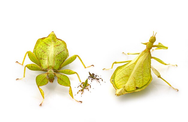 Photo stick insect in front of white background