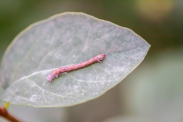 Stick insect on green leaf close up