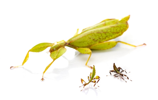 Stick insect in studio