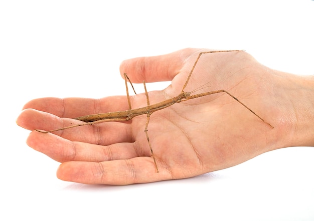 Stick insect in studio