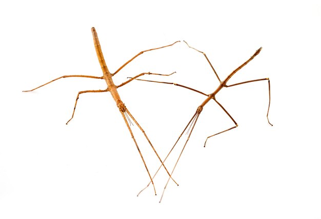 Stick insect in studio