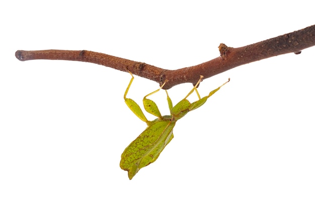 Stick insect in studio