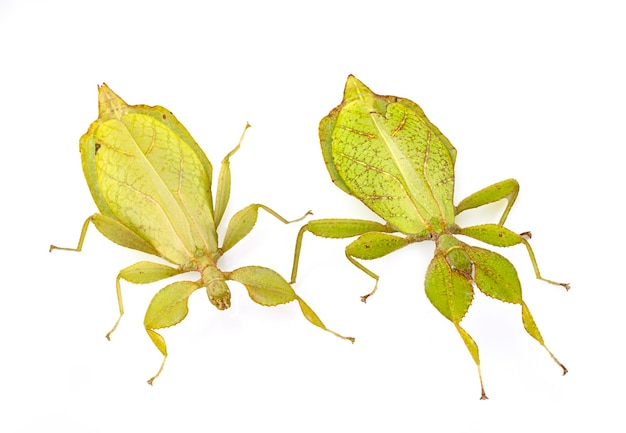 Photo stick insect in studio