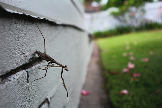 Stick Insect