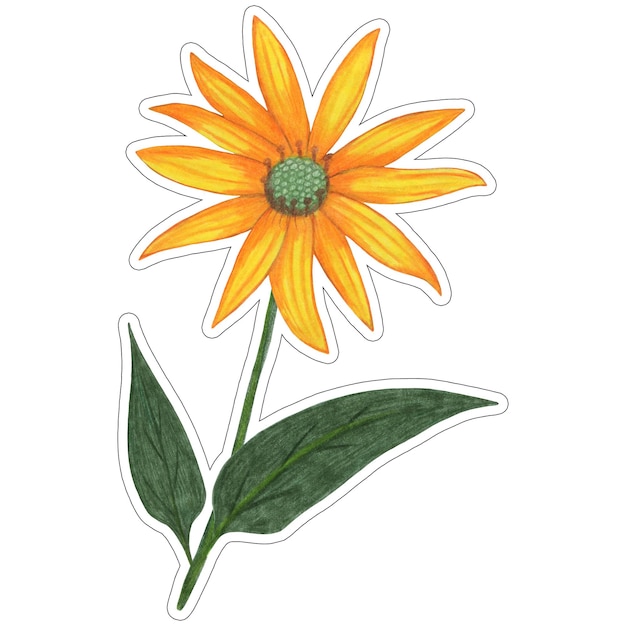 Sticker of Yellow Topinambur with Green Leaves Isolated on White Background Jerusalem Artichoke Flower Element Sticker Drawn by Colored Pencil