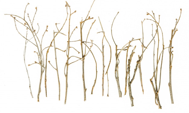 Sticks and twigs isolated