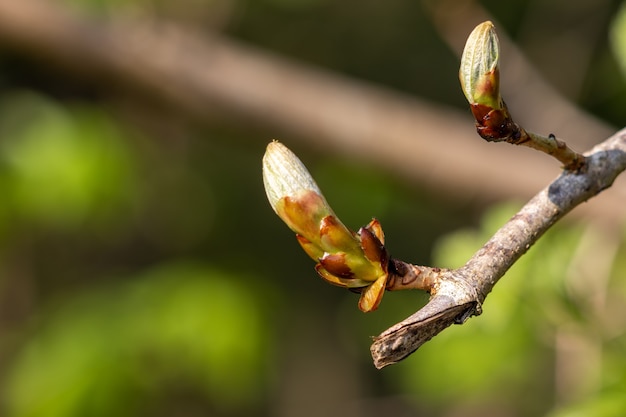 Boccioli appiccicosi dell'ippocastano che scoppiano in foglie