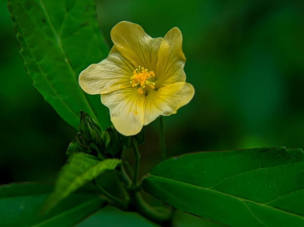 ねばねばした楽しい花びらまたは黄色のひし形の花 (Sida Glutinosa)